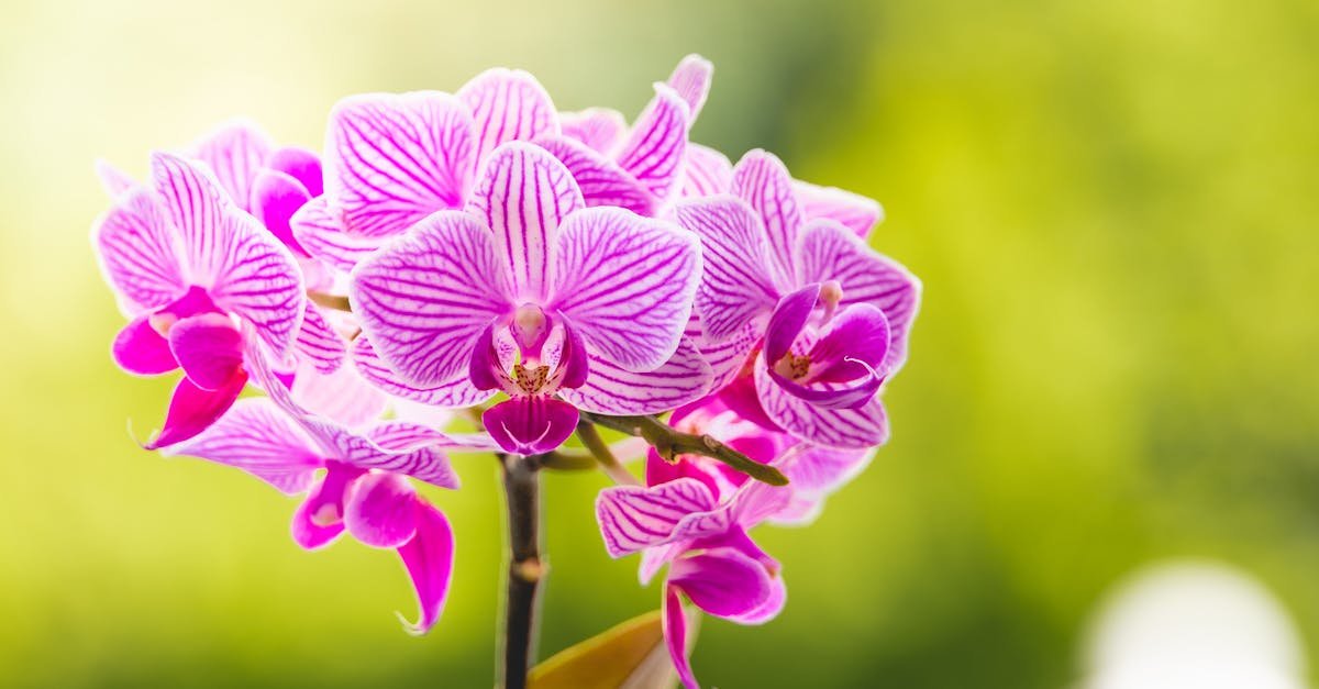 Storczyk po kwitnieniu: sprawdzona pielęgnacja phalaenopsis, dzięki której znów rozkwitnie