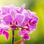 Storczyk po kwitnieniu: sprawdzona pielęgnacja phalaenopsis, dzięki której znów rozkwitnie